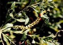 Paullinia cupana