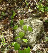 Dioscorea villosa