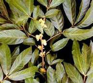 Ptychopetalum olacoides
